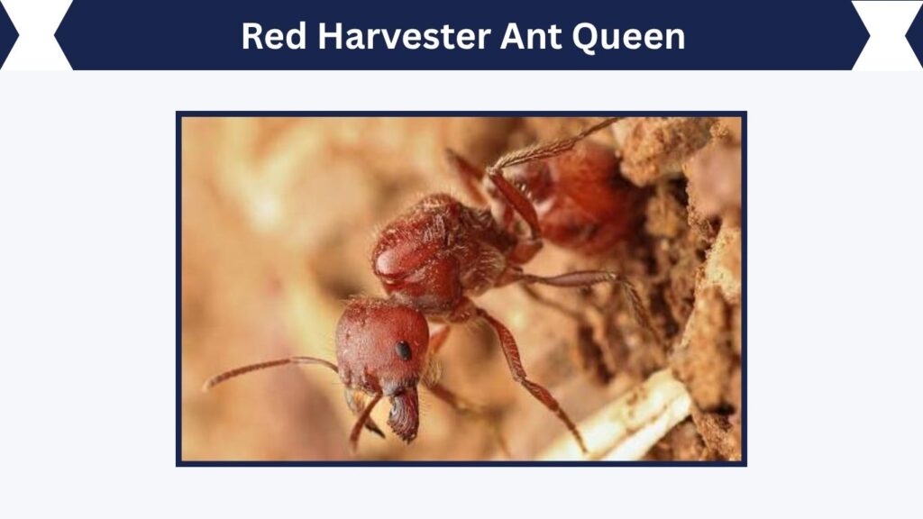 Red Harvester Ant Queen