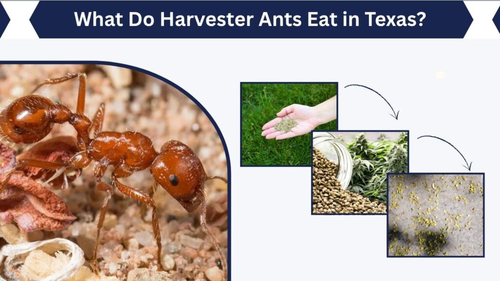 What Do Harvester Ants Eat in Texas?