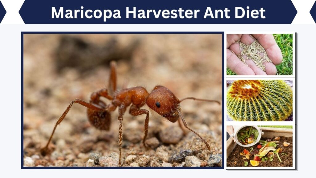 Maricopa Harvester Ant Diet