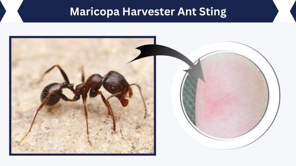 Maricopa Harvester Ant Sting