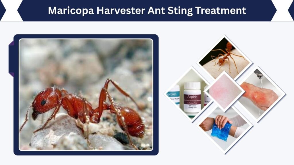 Maricopa Harvester Ant Sting Treatment