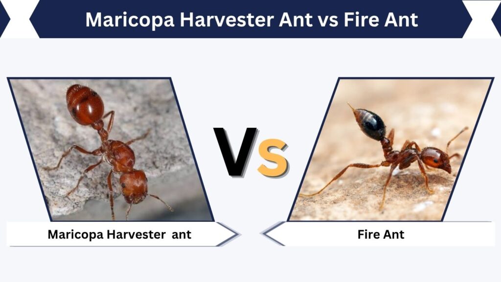 Maricopa Harvester Ant vs Fire Ant