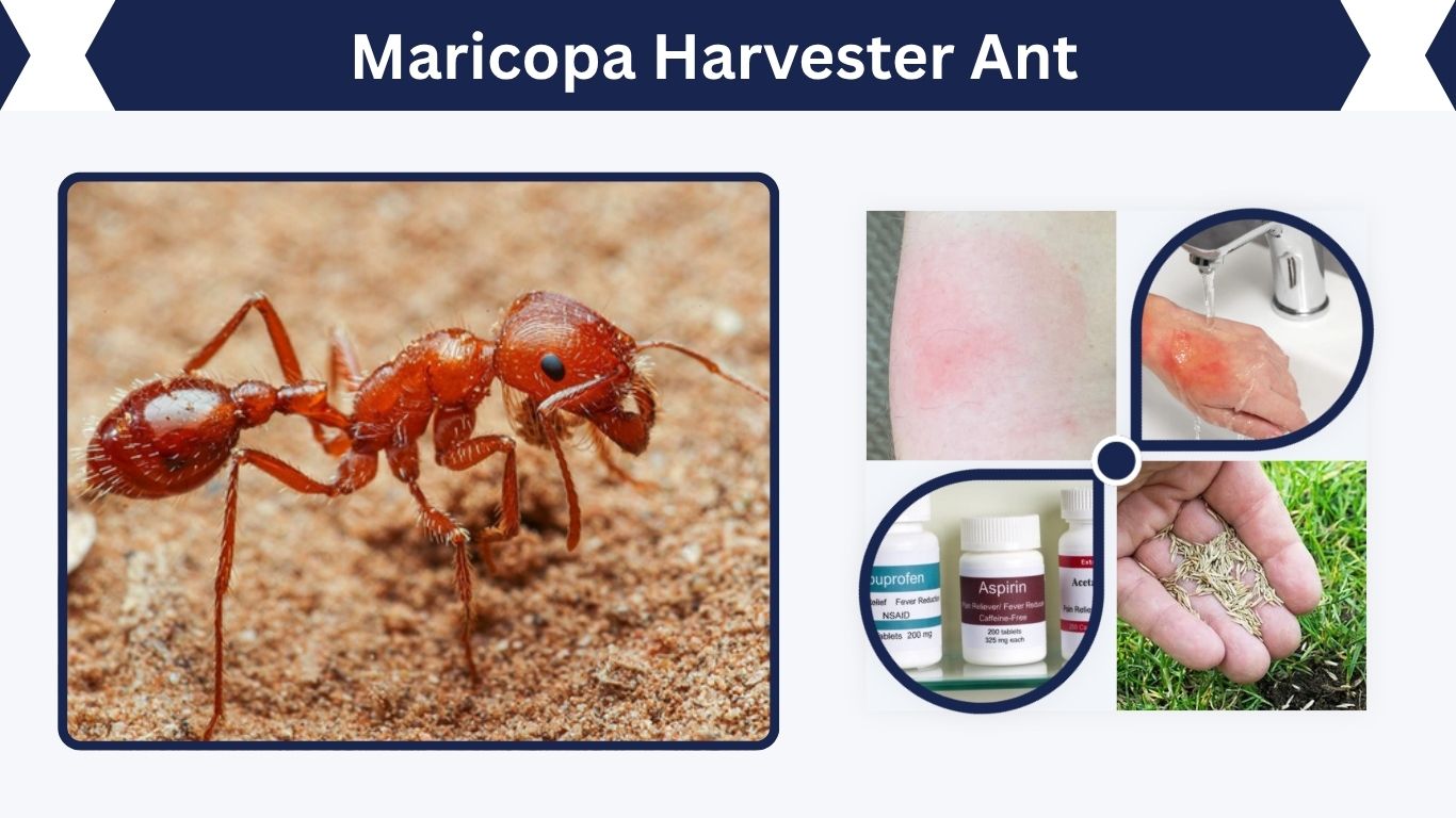 Maricopa Harvester Ant: Sting, Venom, Size and Facts