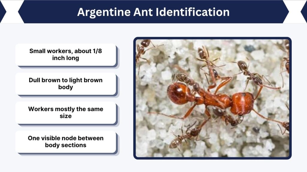 Argentine Ant Identification
