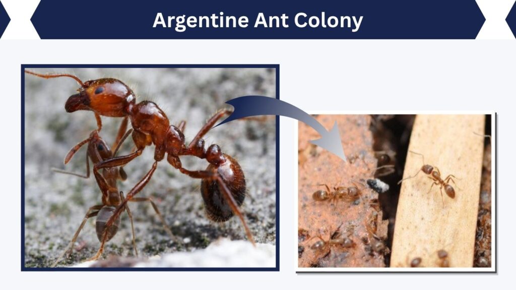 Argentine Ant Colony