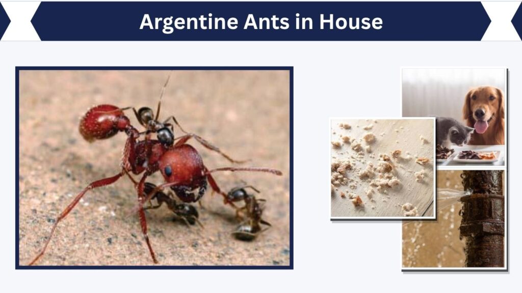Argentine Ants in House