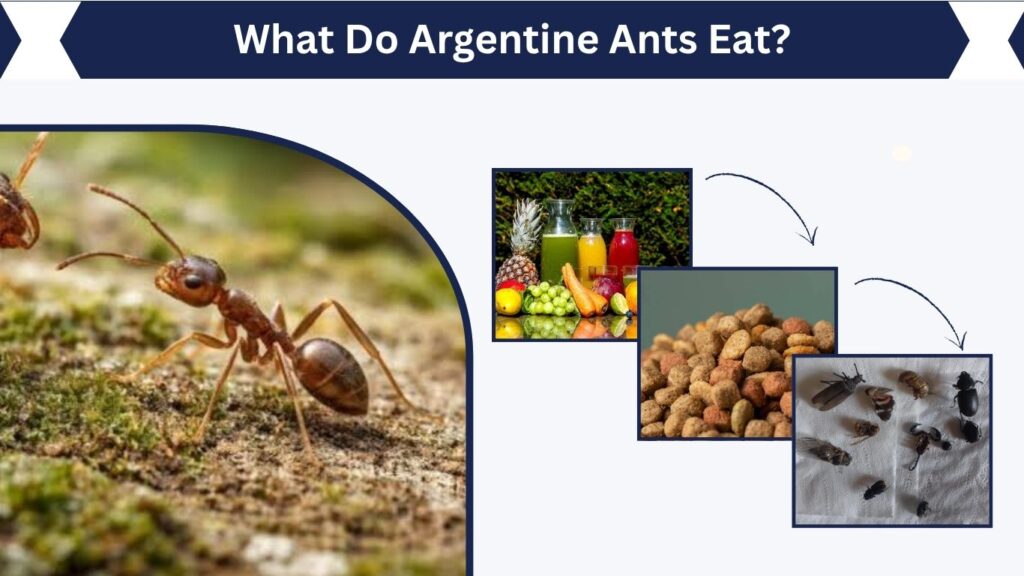What Do Argentine Ants Eat?