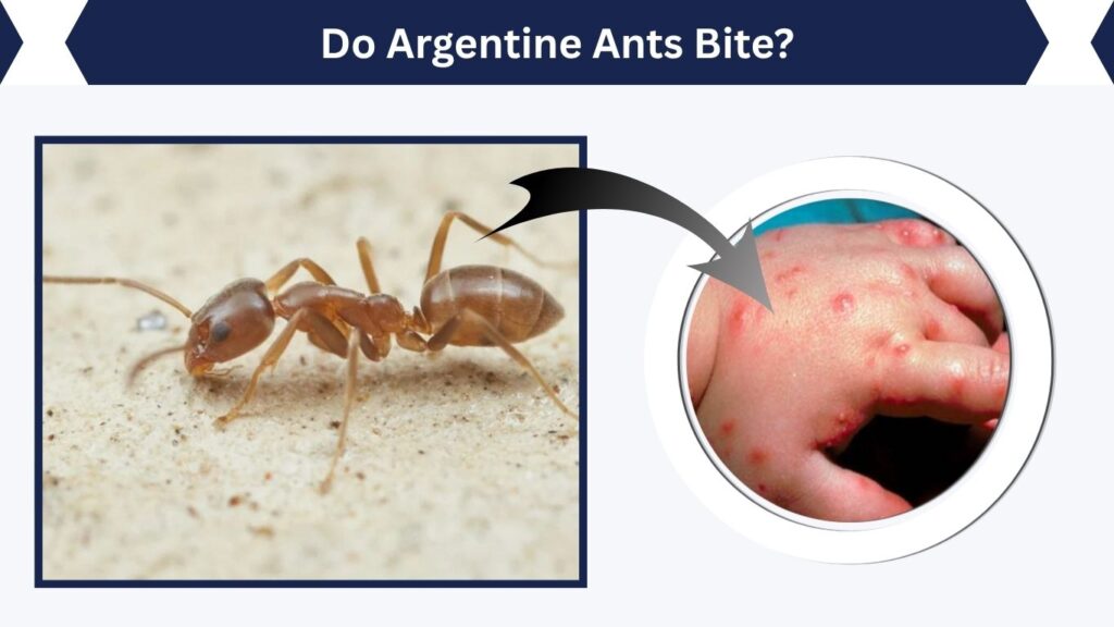 Do Argentine Ants Bite?