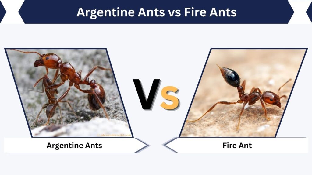 Argentine Ants vs Fire Ants