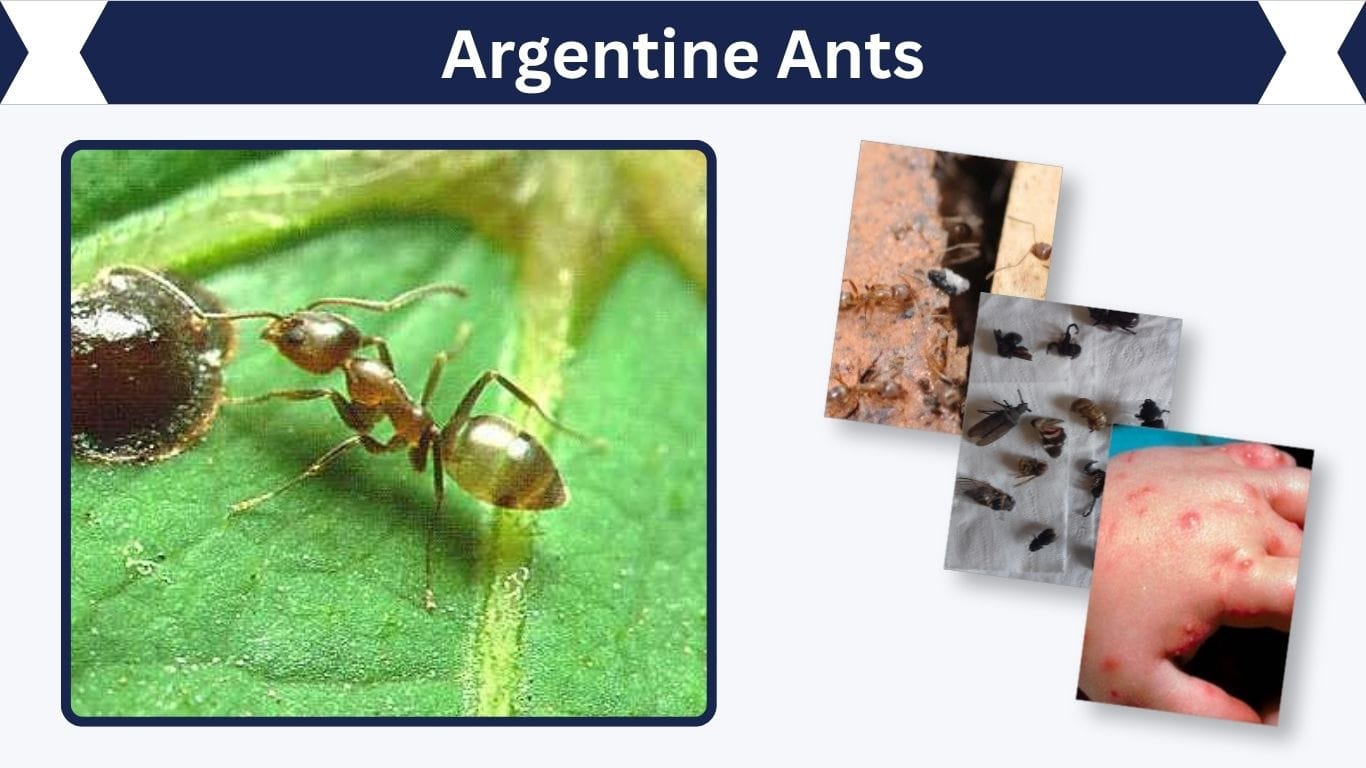Argentine Ants: Identification, Supercolonies and Control