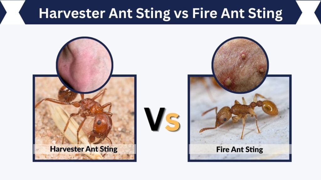 Harvester Ant Sting vs Fire Ant Sting