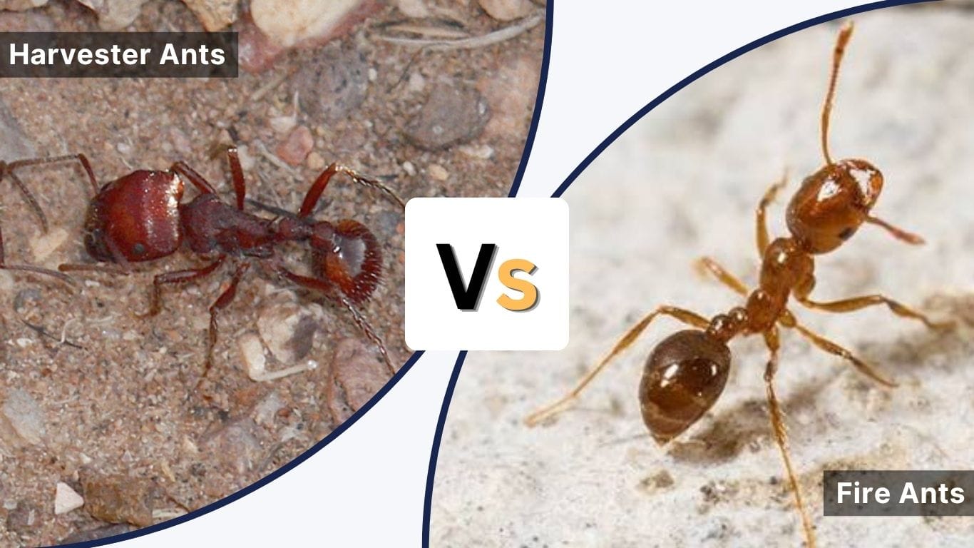 Harvester Ants vs Fire Ants: Key Differences and Sting Guide