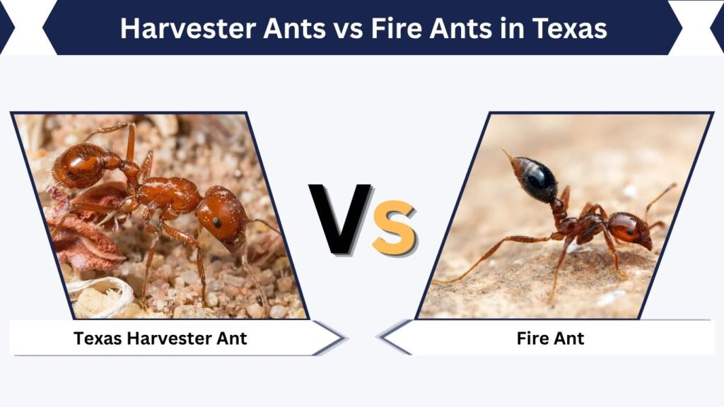 Harvester Ants vs Fire Ants in Texas