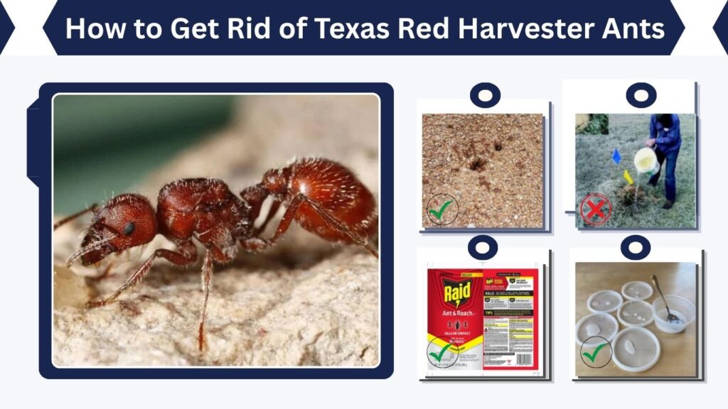 How to Get Rid of Texas Red Harvester Ants