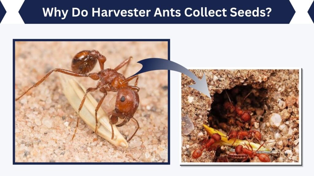 Why Do Harvester Ants Collect Seeds?