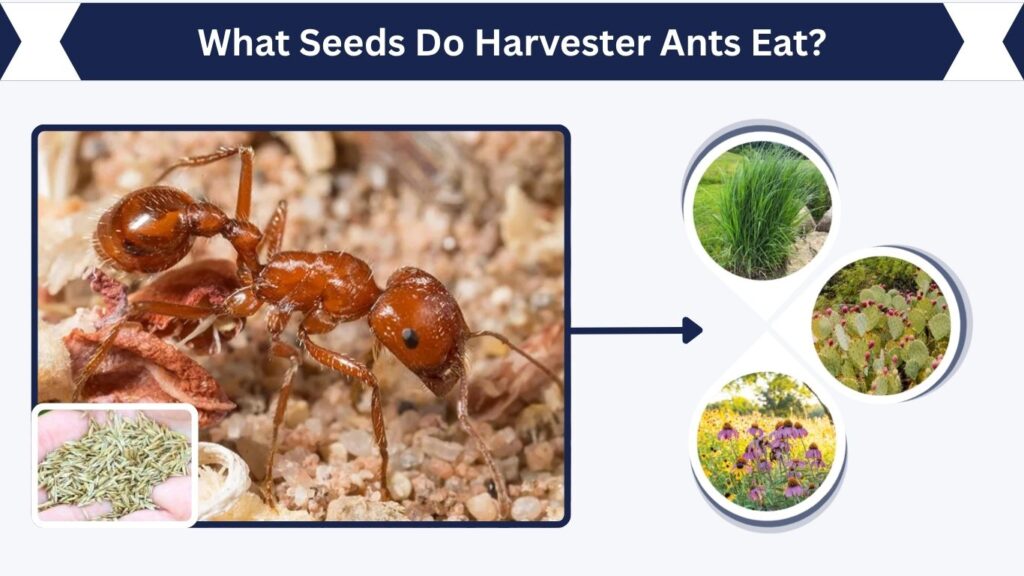 What Seeds Do Harvester Ants Eat?