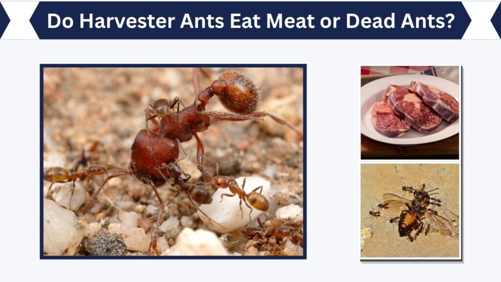 Do Harvester Ants Eat Meat or Dead Ants?