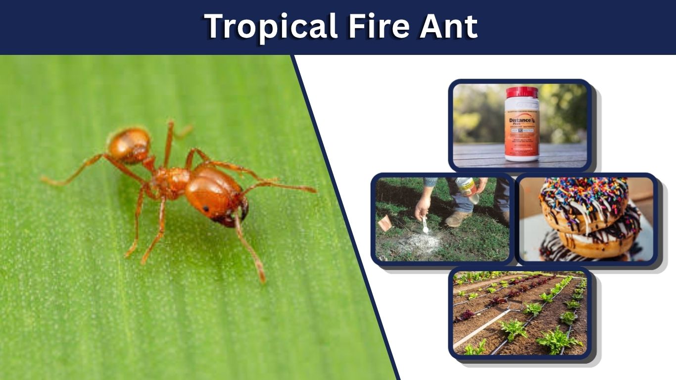 Tropical Fire Ant: Identification, Sting, Habitat, and Control