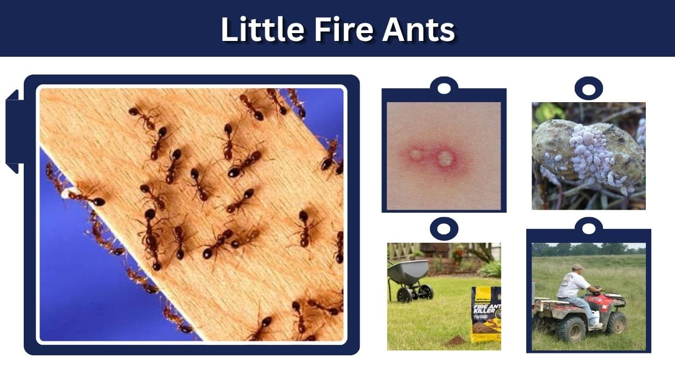 Little Fire Ants: Identification, Bites, Diet, and Control