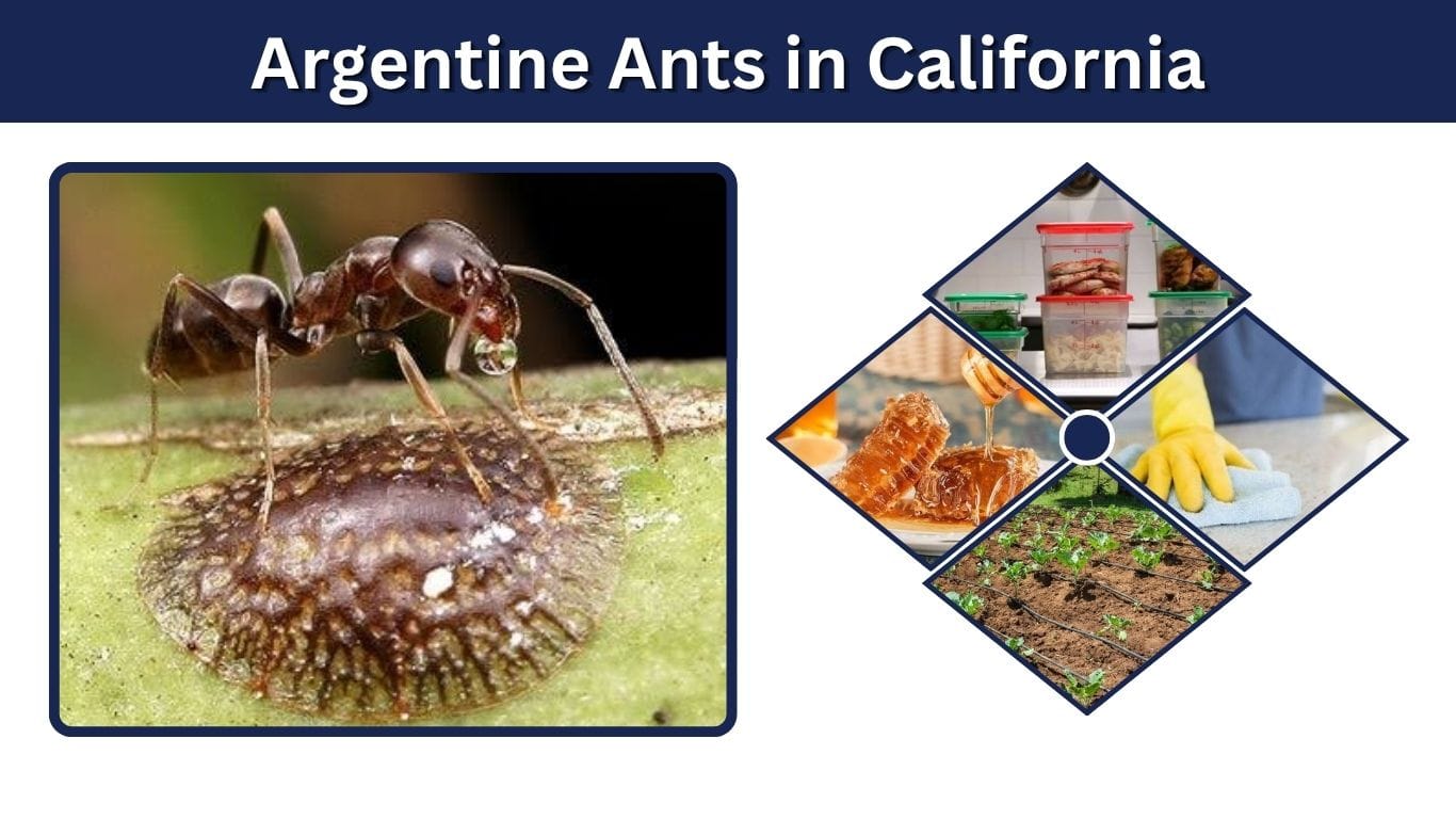 Argentine Ants in California: Identification and Control