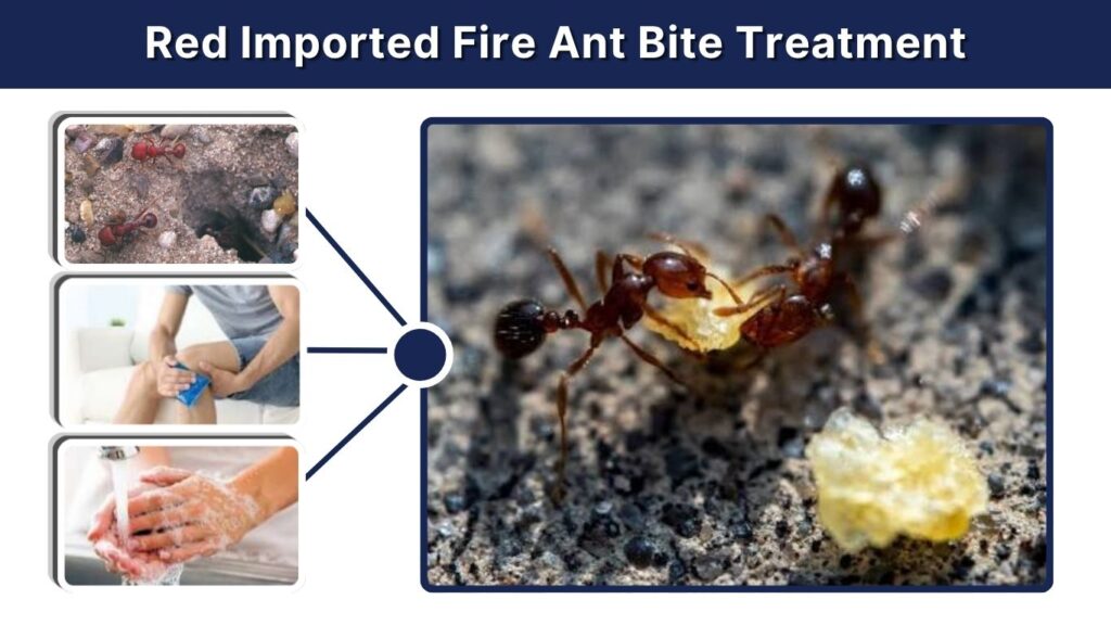 Red Imported Fire Ant Bite Treatment