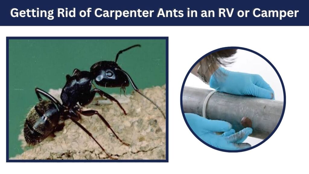 Getting Rid of Carpenter Ants in an RV or Camper
