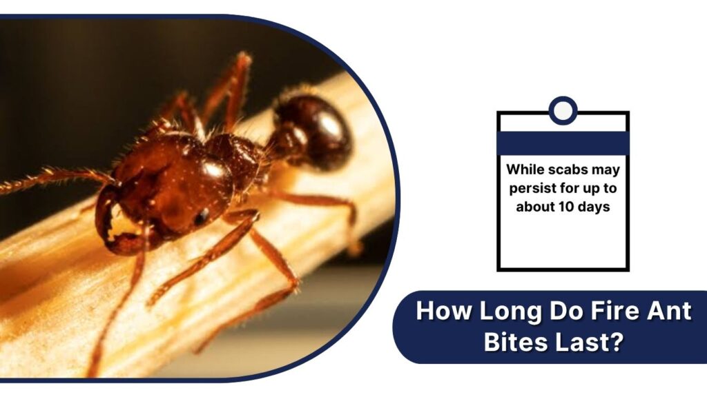 How Long Do Fire Ant Bites Last?