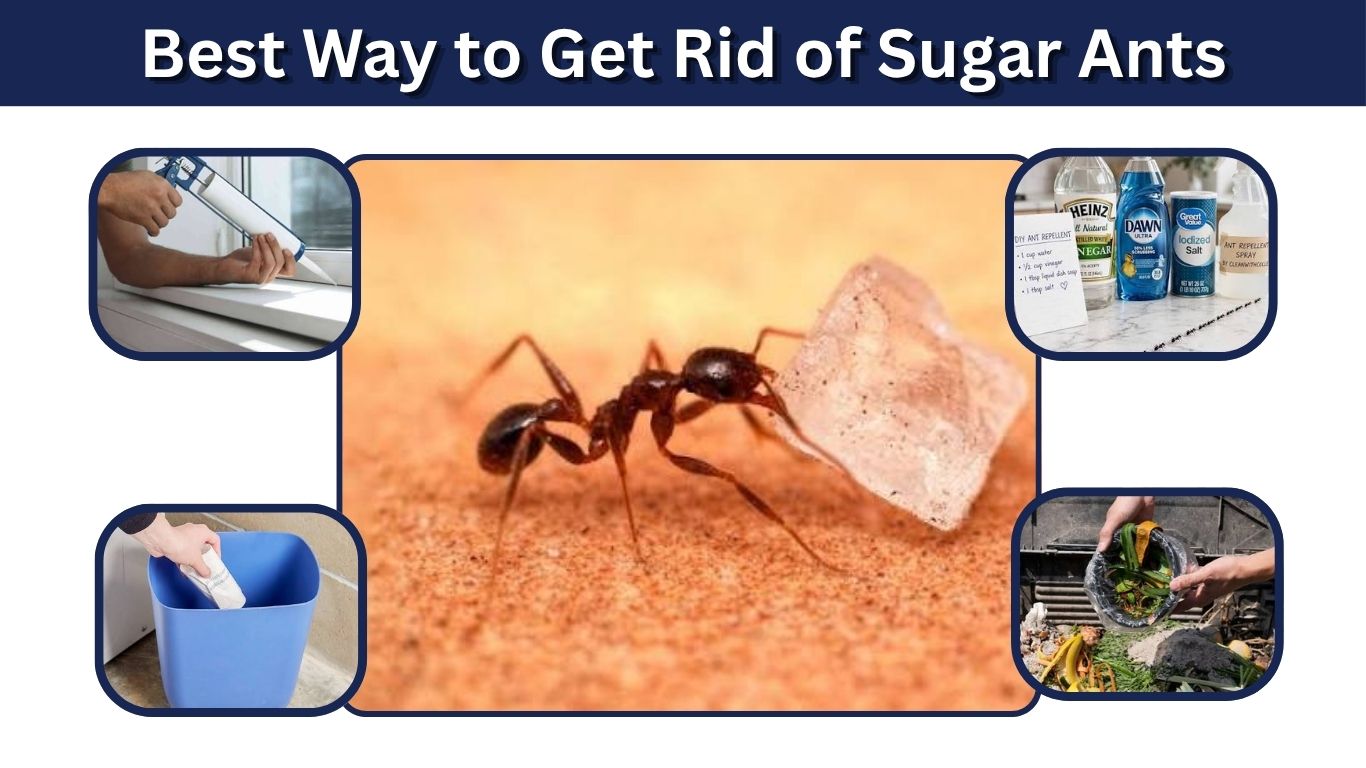 Best Way to Get Rid of Sugar Ants in Your Home