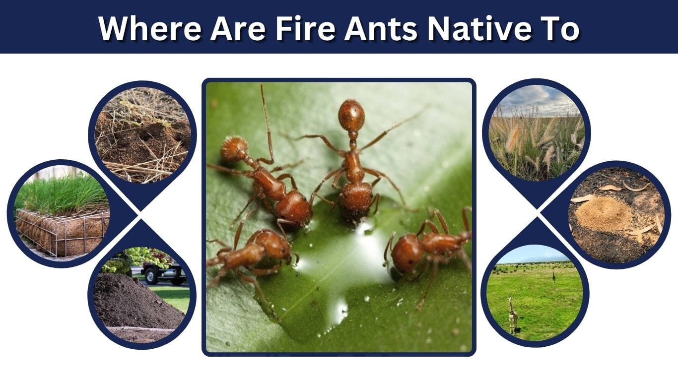 Where Are Fire Ants Native To? Native Range and Origins