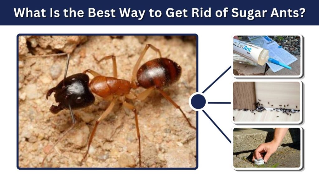 Sugar Ant