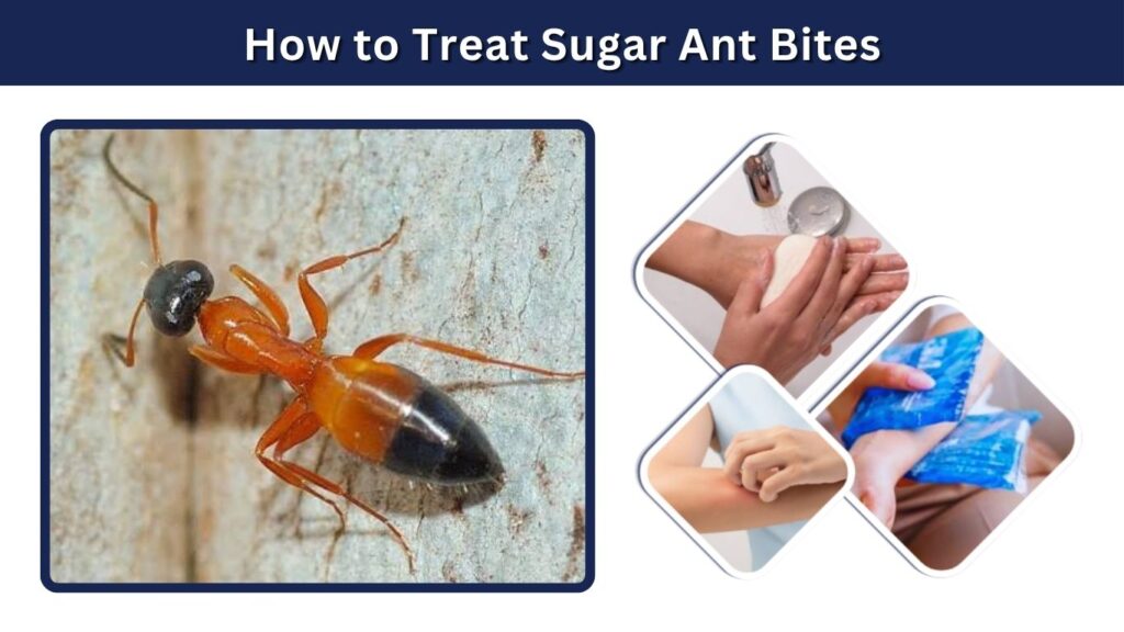 How to Treat Sugar Ant Bites