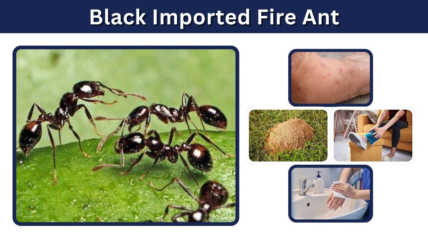 Black Imported Fire Ant: Identification, Bites, and Facts
