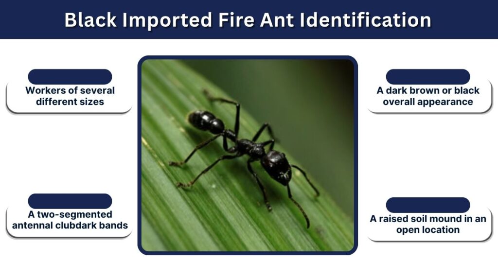 Black Imported Fire Ant Identification