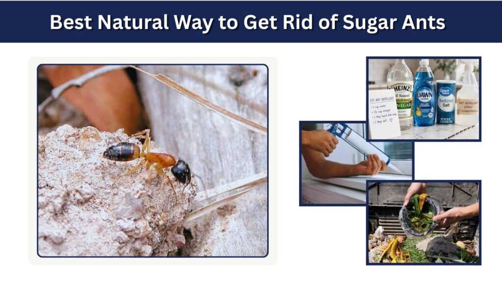 Sugar Ant