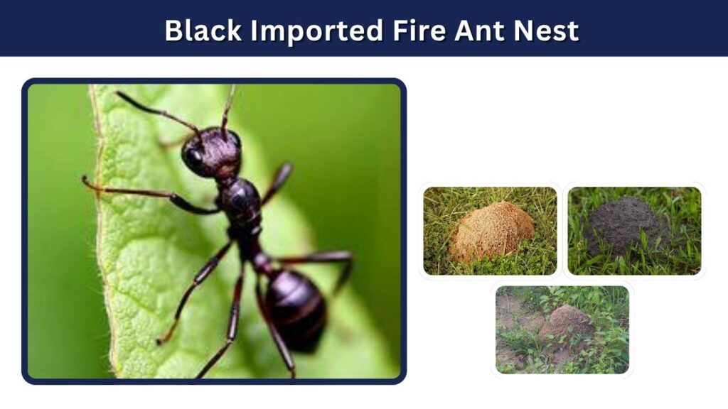 Black Imported Fire Ant Nest