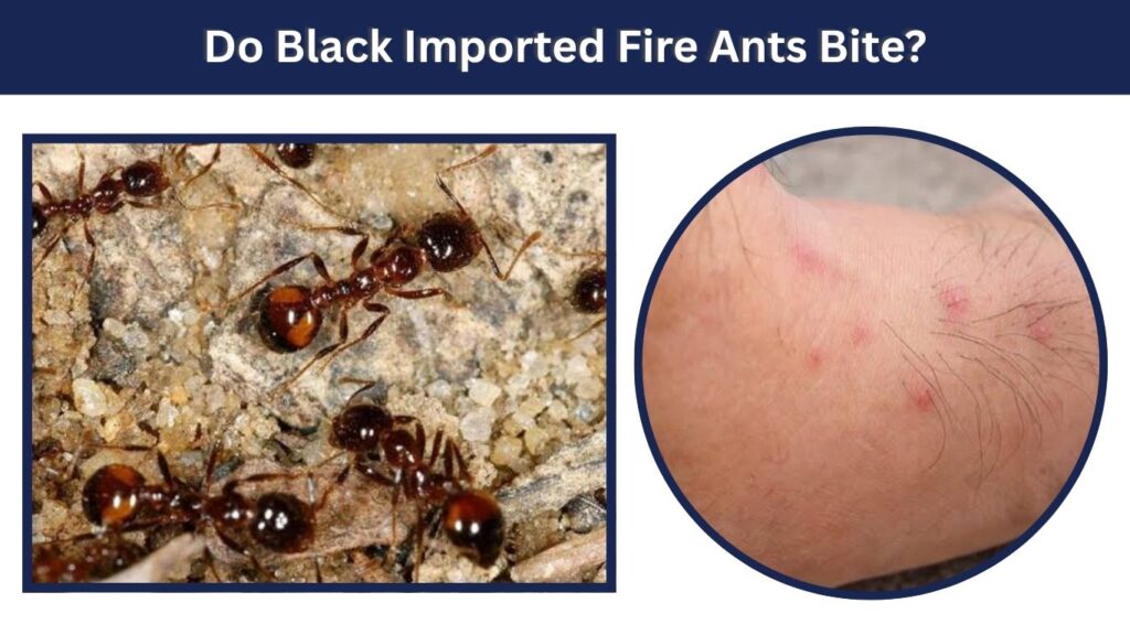 Do Black Imported Fire Ants Bite?