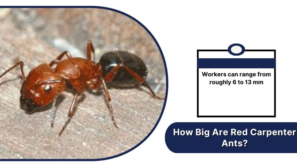 How Big Are Red Carpenter Ants?