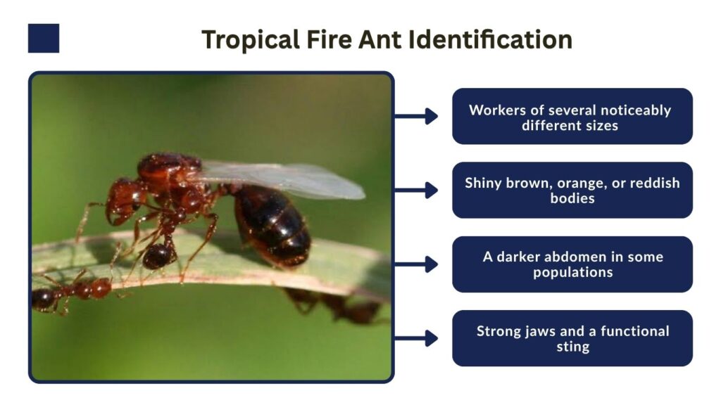 Tropical Fire Ant Identificationv