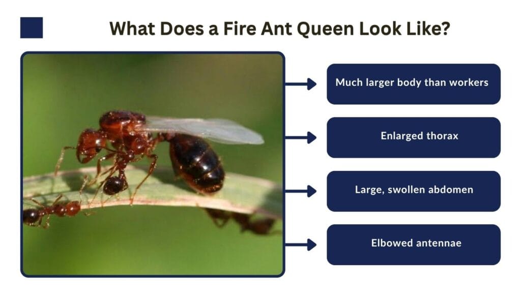 What Does a Fire Ant Queen Look Like?
