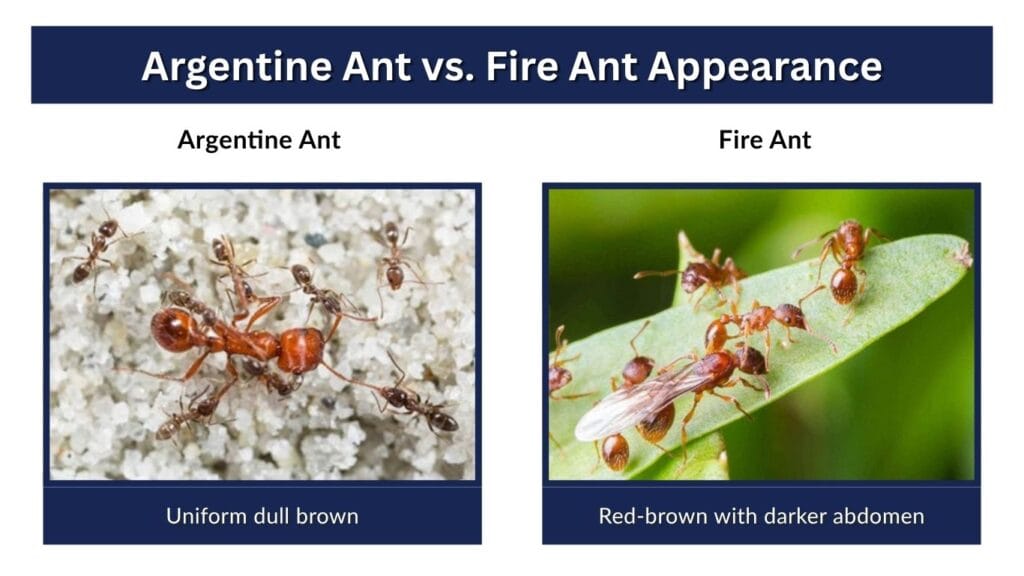 Argentine Ant vs. Fire Ant Appearance