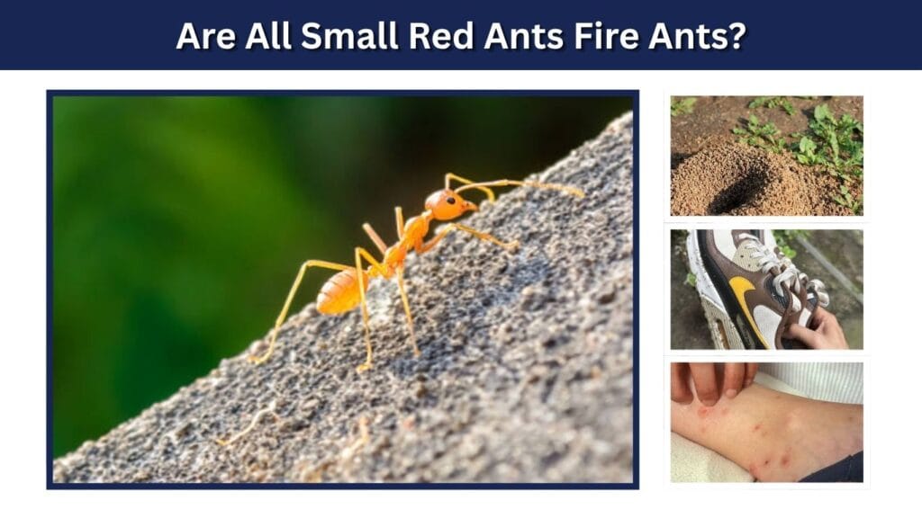 Are All Small Red Ants Fire Ants?
