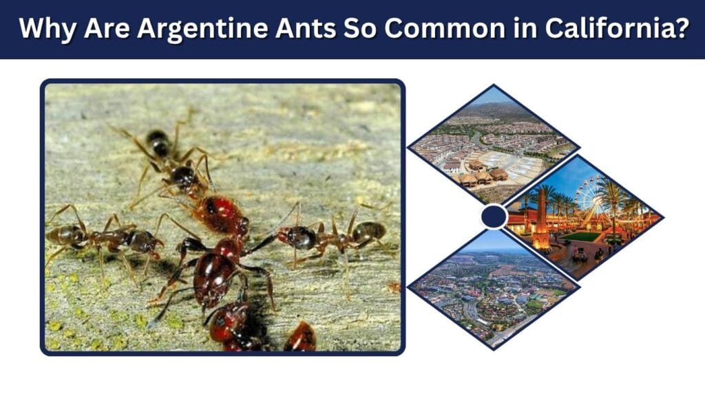 Why Are Argentine Ants So Common in California?