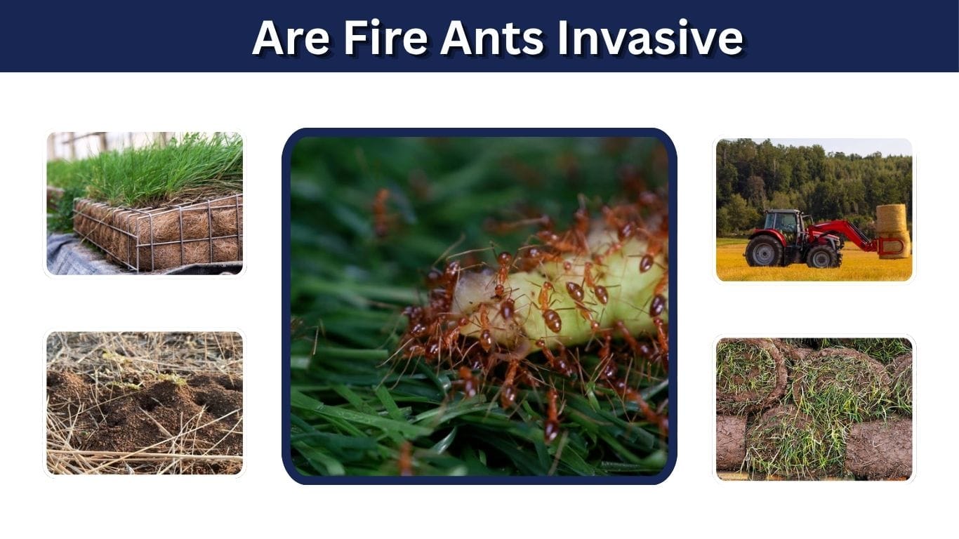 Are Fire Ants Invasive? Species, Effects and Control