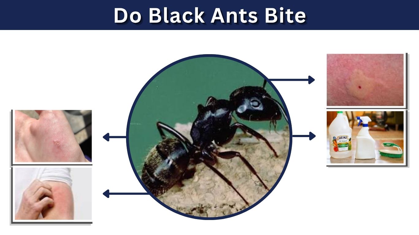 Do Black Ants Bite? Symptoms, Treatment, and Prevention