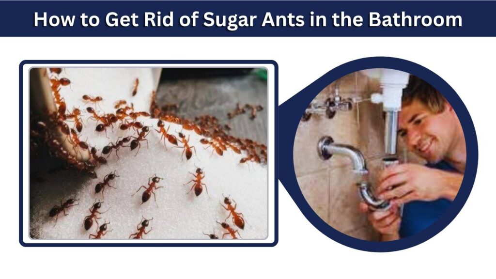 How to Get Rid of Sugar Ants in the Bathroom