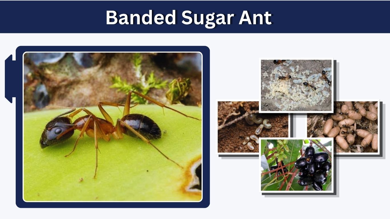 Banded Sugar Ant: Size, Bite, Nest, Habitat & Control