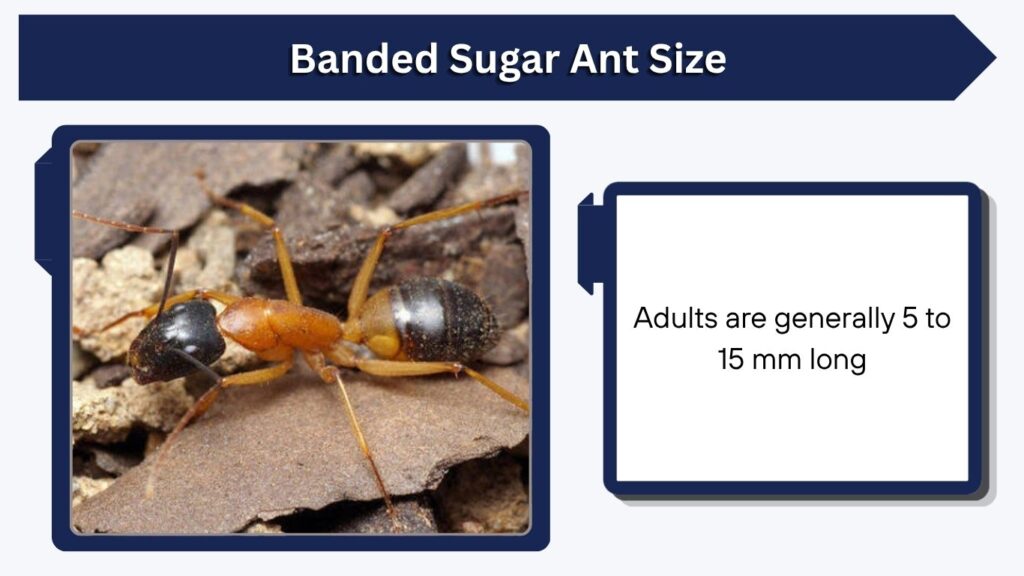 Banded Sugar Ant Size