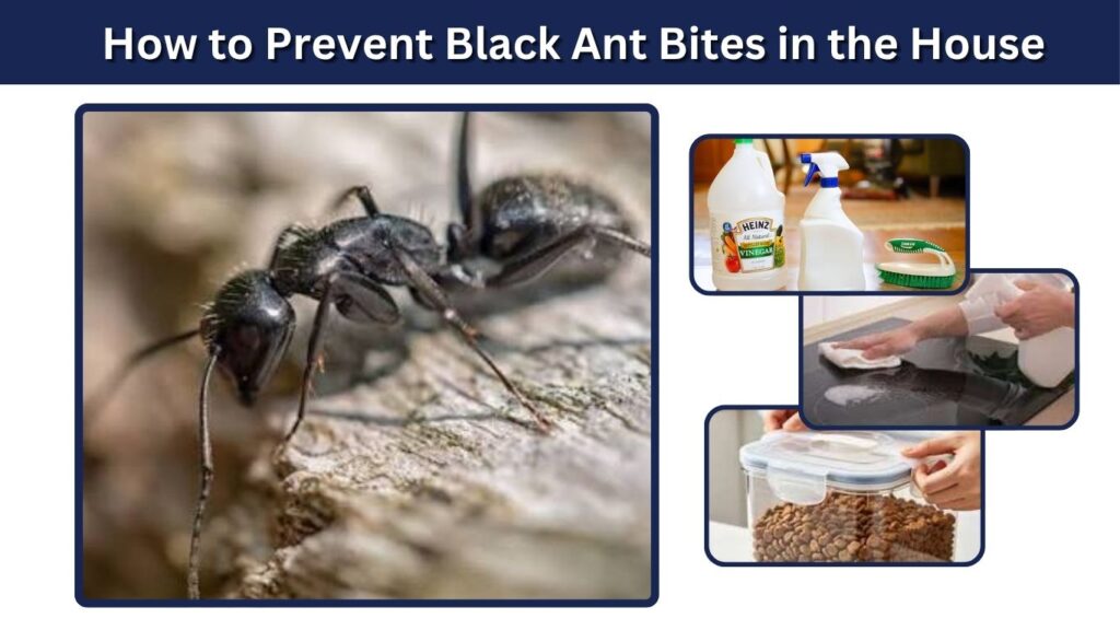 How to Prevent Black Ant Bites in the House