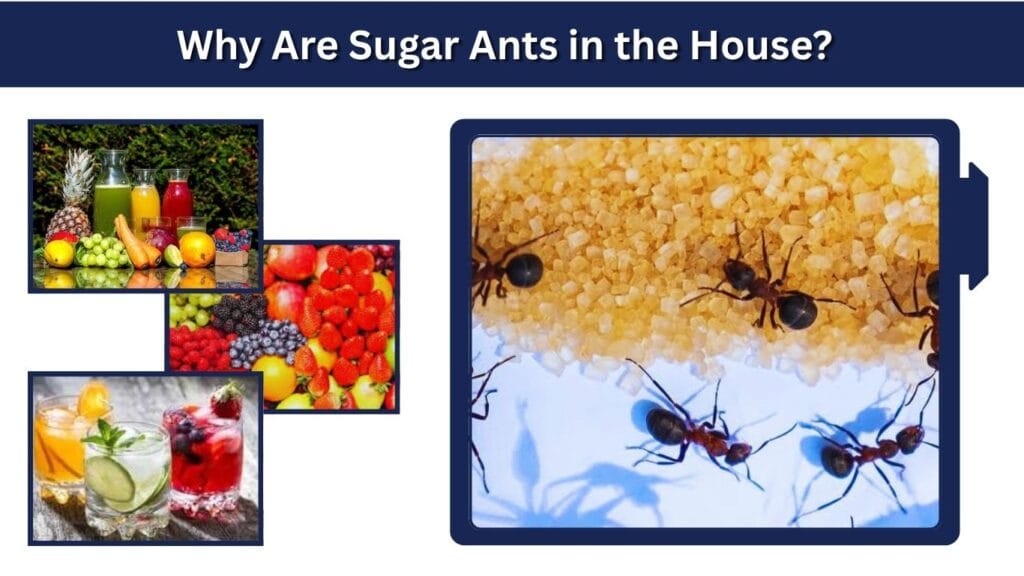 Why Are Sugar Ants in the House?