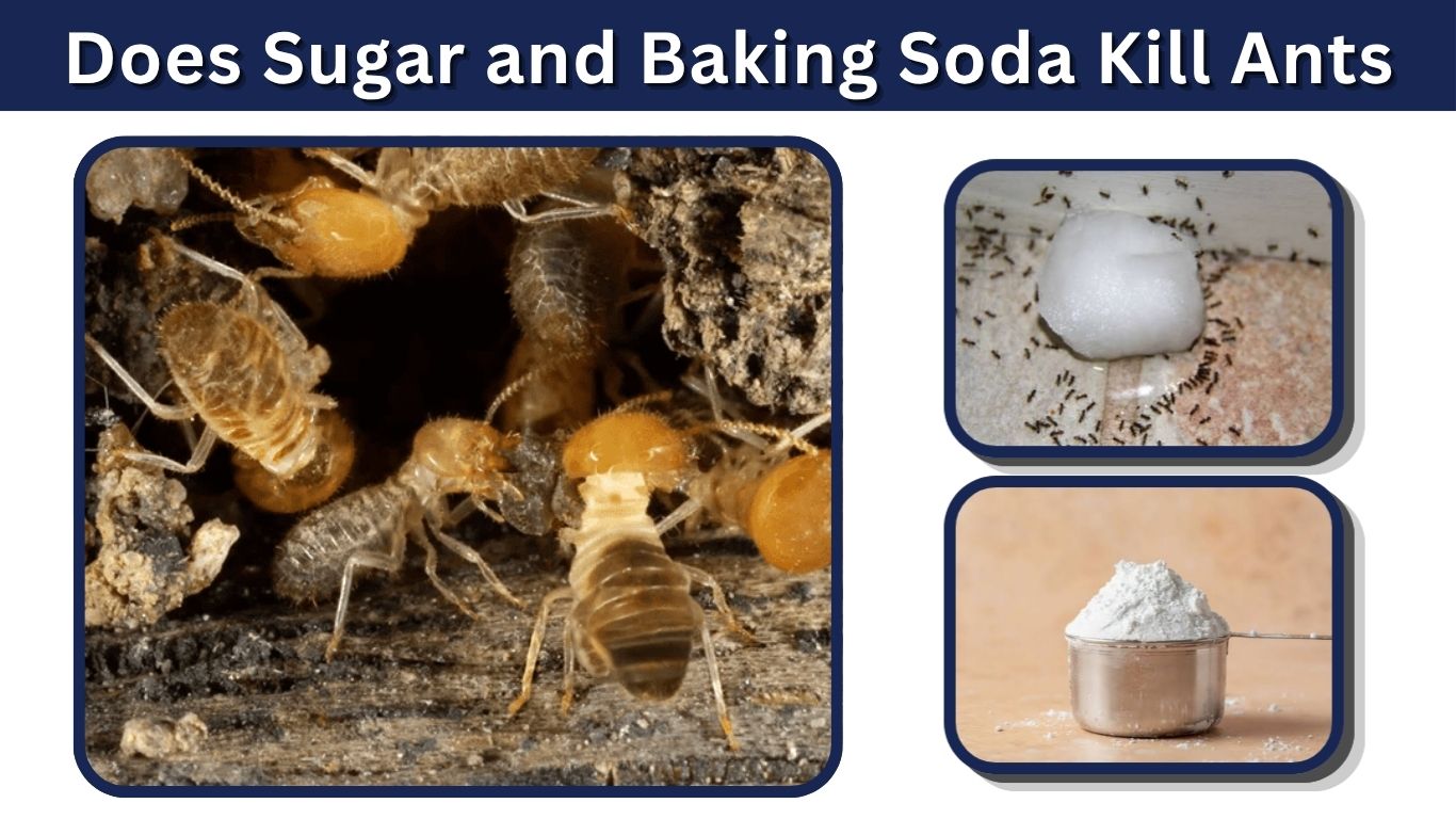 Does Sugar and Baking Soda Kill Ants? How to Use It